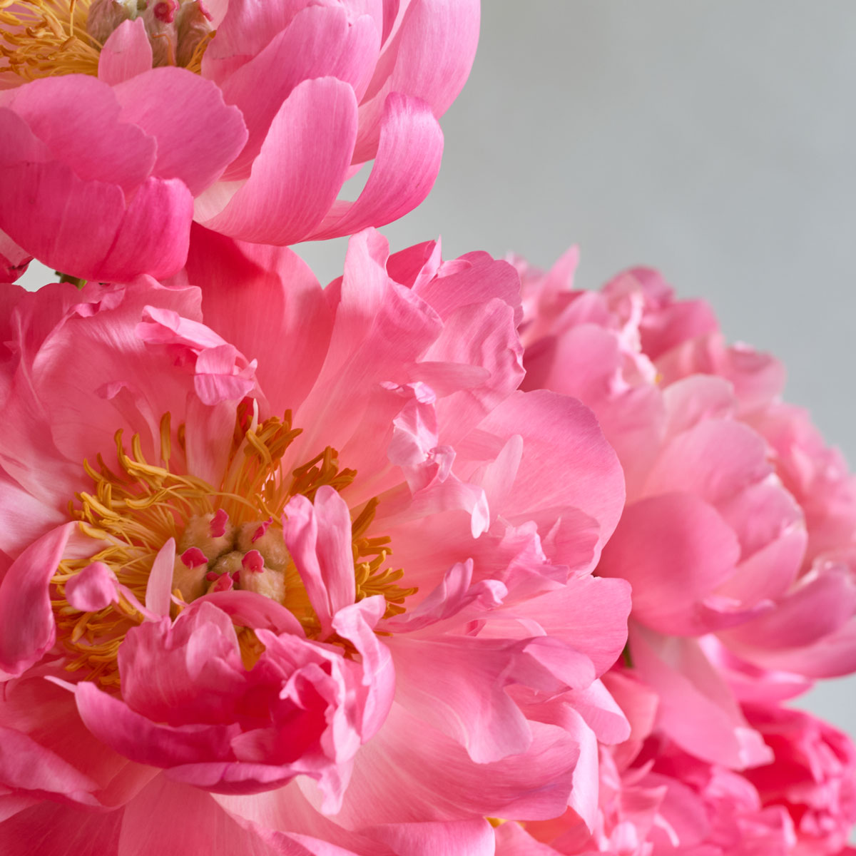 arrangement